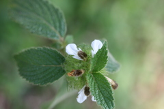 Leucas ciliata